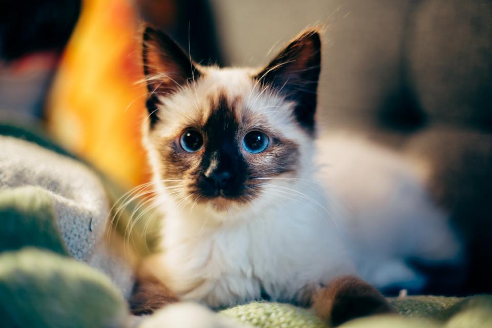 Cat owner review