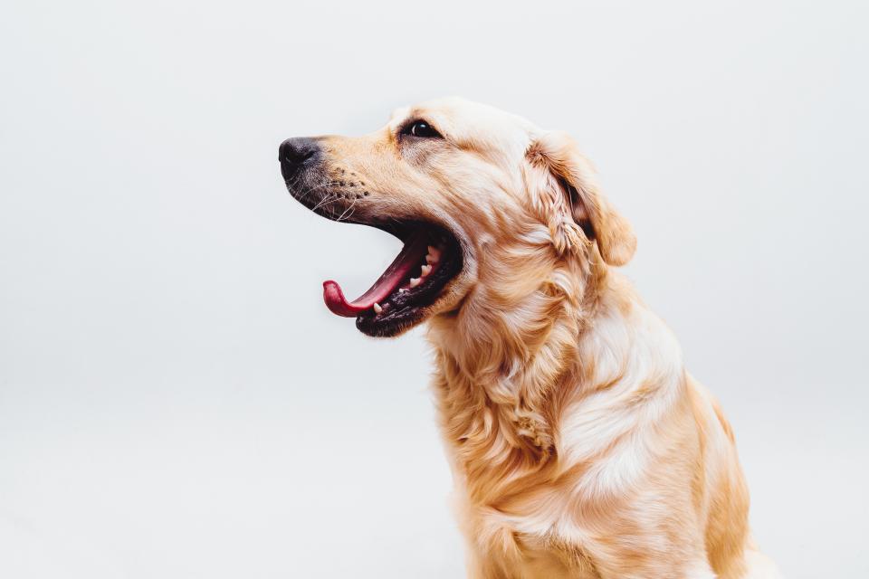 Pet owner review